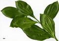 SpeciesSub: 'Trabzon'